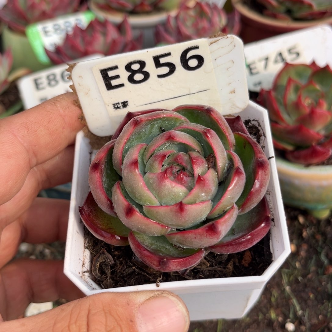 惊鸿一瞥856号多肉