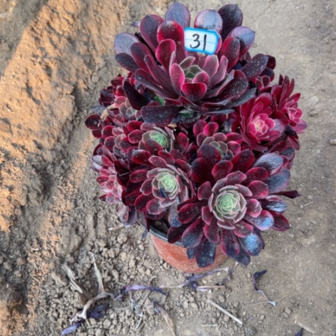 【闪购商品】多肉植物凤冠31