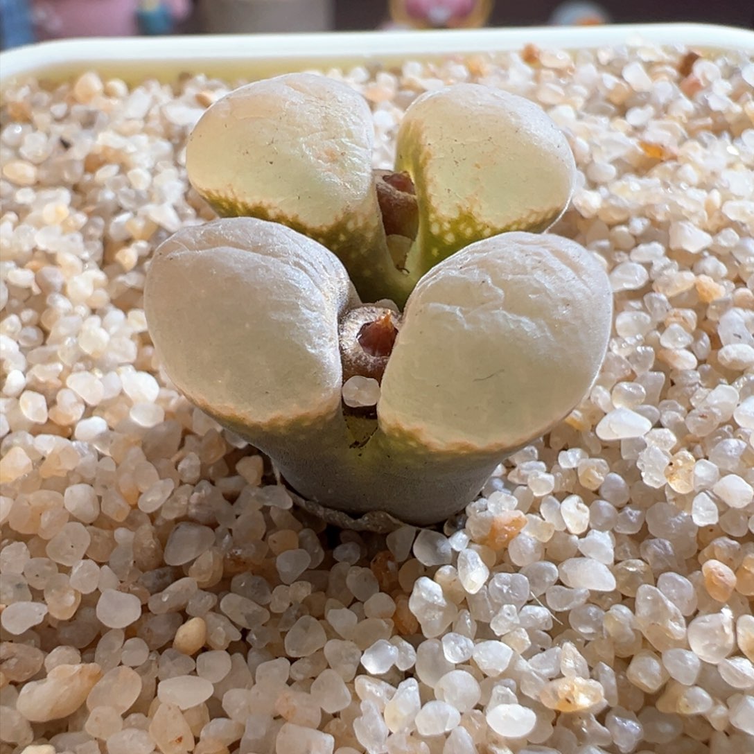 213优选sw肯哈德双头母本