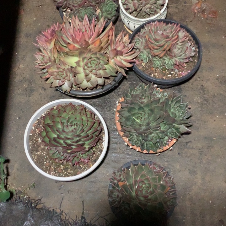 福***制每周特价活动开始了