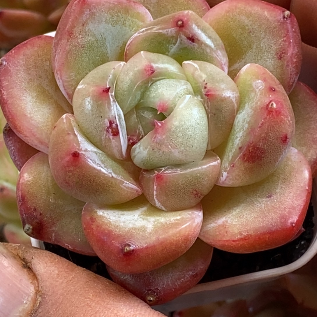 天官赐福百无禁忌