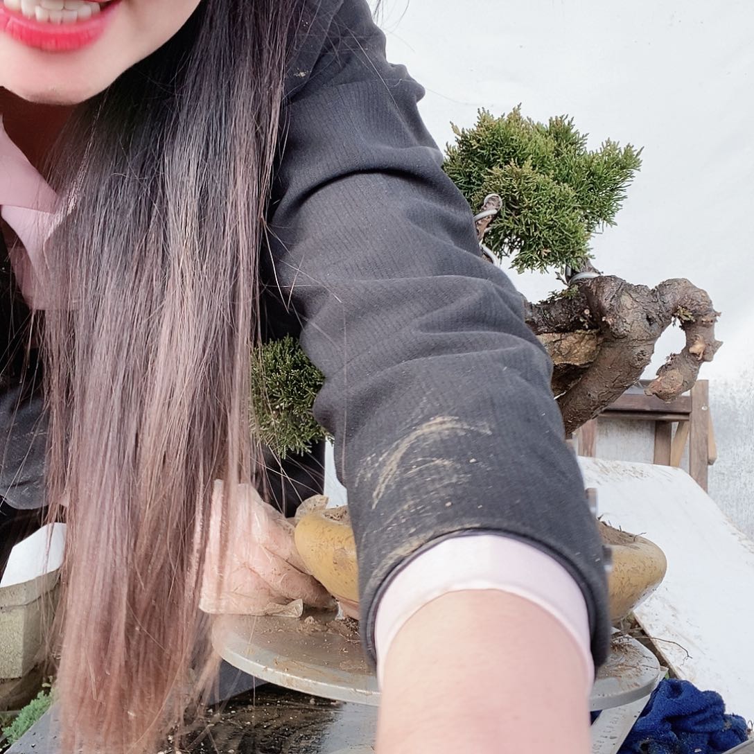 用****4精品系列产品盆景