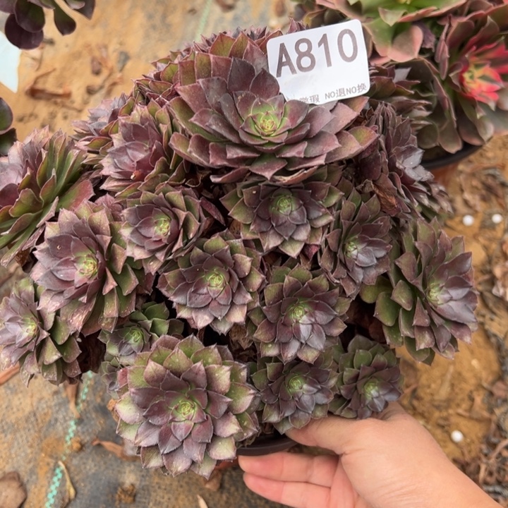桃花石多肉植物910