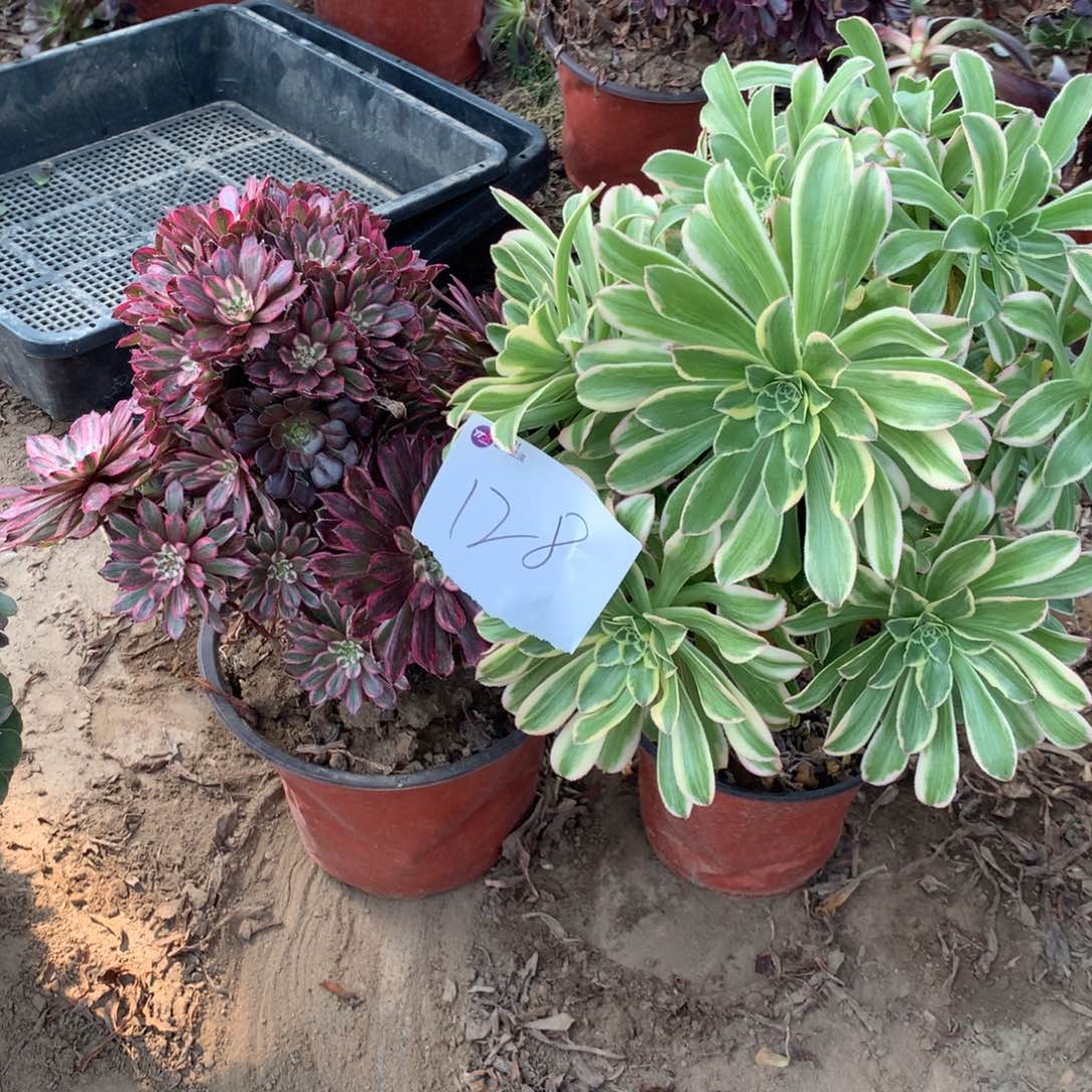 128多肉植物组合盆栽
