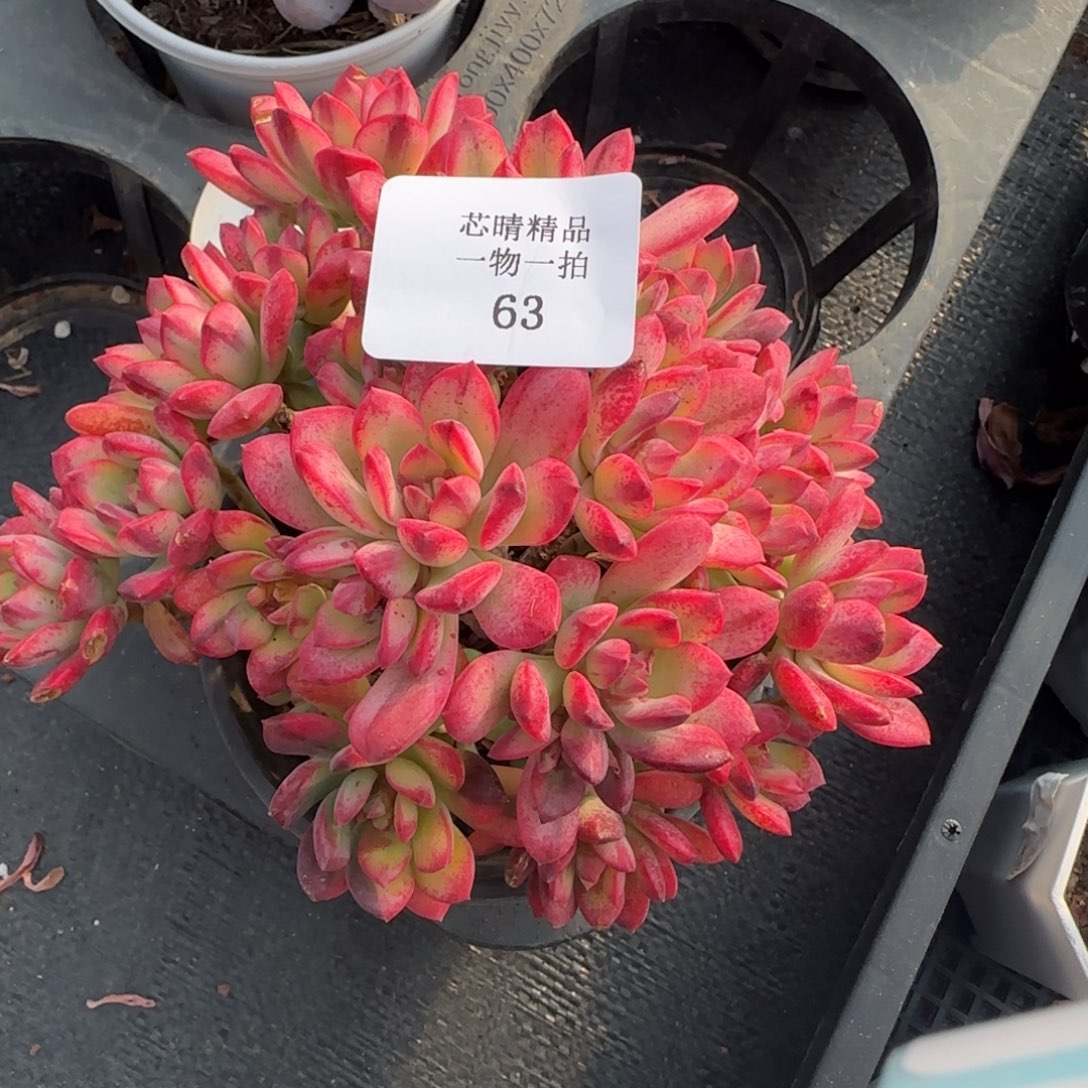 闪购精品多肉63号