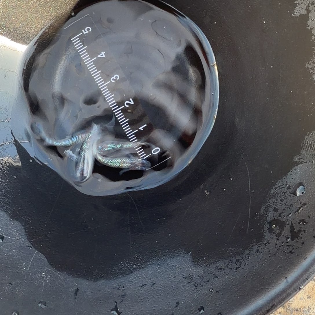 青鳉鱼观背青鳉46