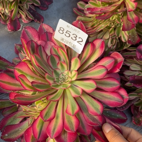 粉桐多肉多肉8532