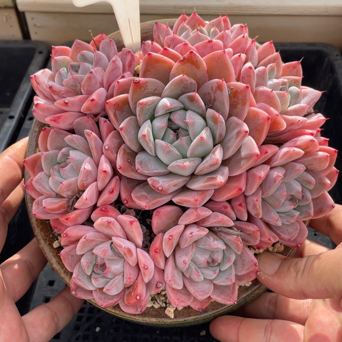 308佳人不带盆16厘米