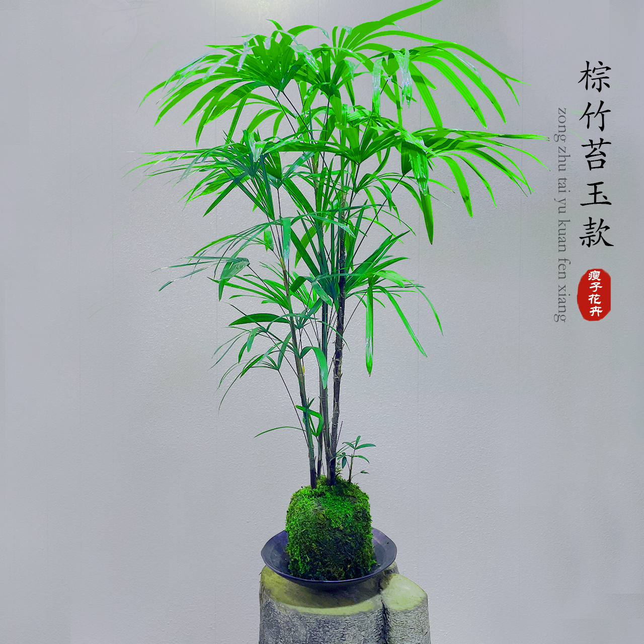 送货上门 | 苔藓球金山棕竹、室内禅意绿植、好养易活
