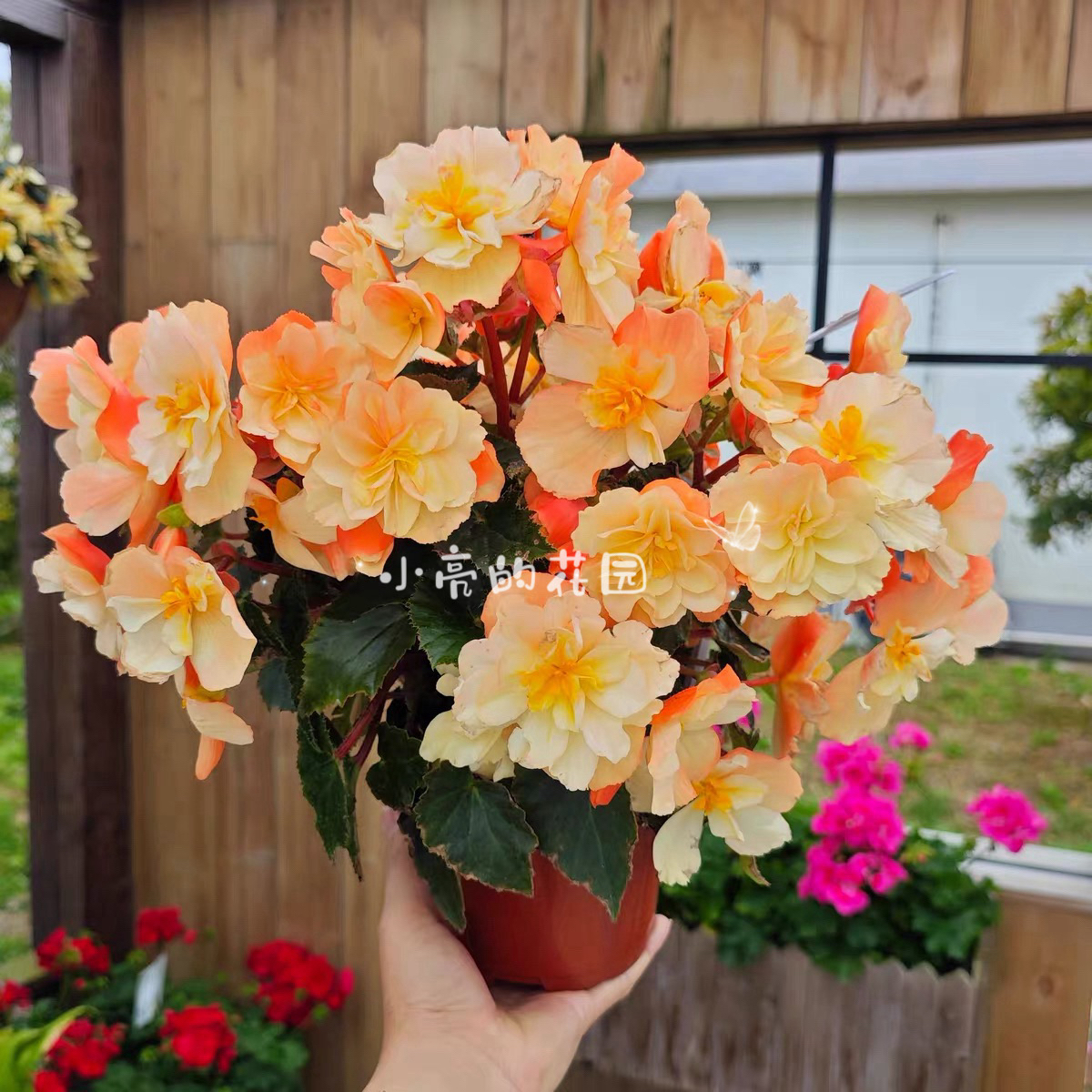 【浓香白桃】景观海棠多年生室内花卉 只包到手不包养护