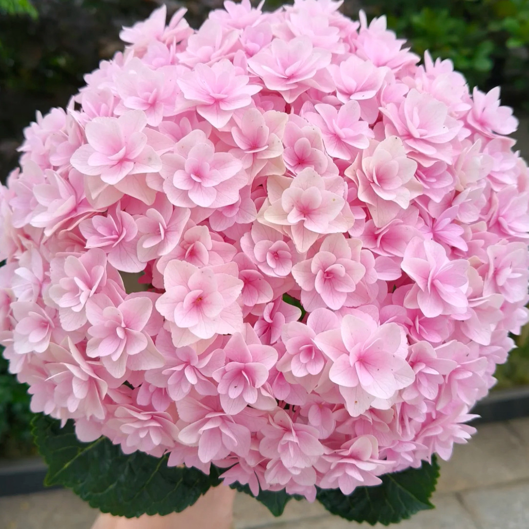 【三哥精选】5加仑花宝重瓣大花型绣球适合花园地栽 直立性好