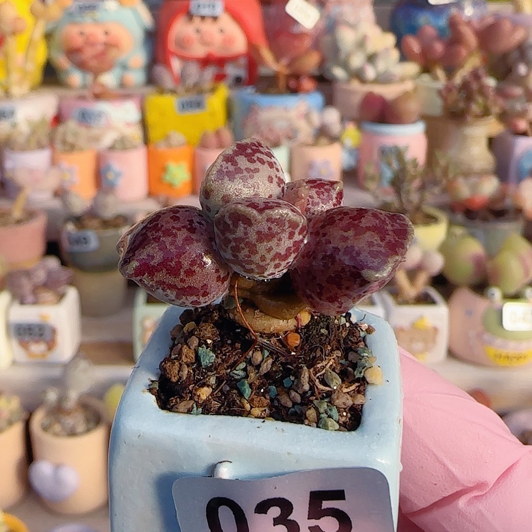 L粉丸海豹 盆口2.5cm