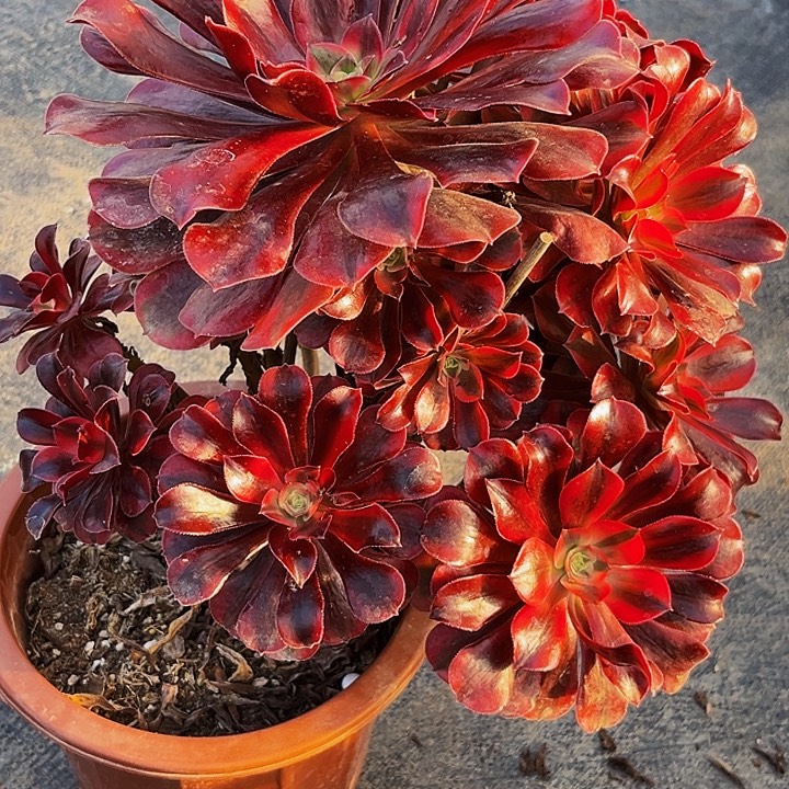 用***5590美杜莎法师锦妖桩