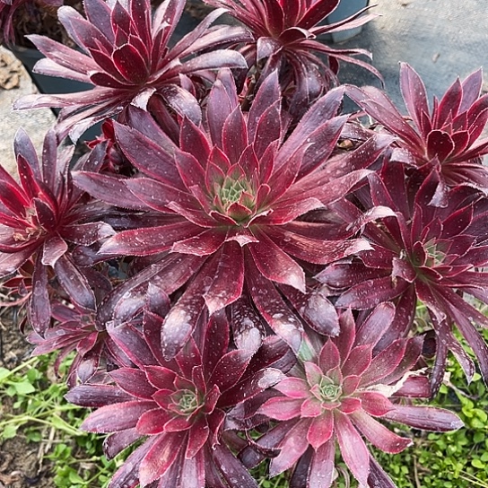 多肉植物法师锦5