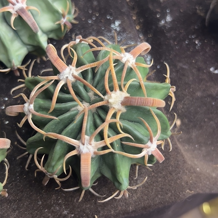 7***"无花朵仙人球一物一拍