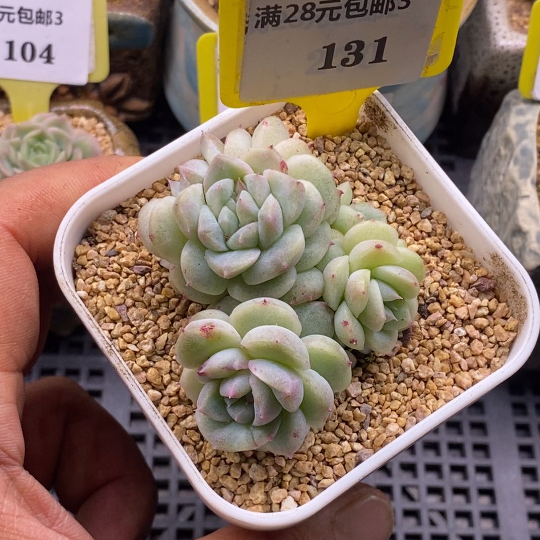 3131粉钻石化缀化多肉