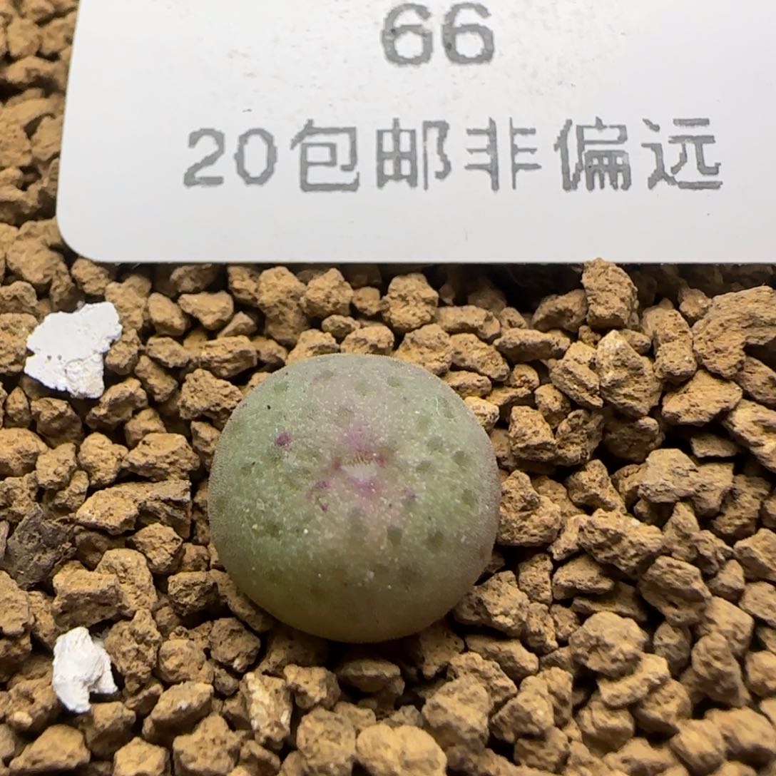 脱土发货小拳拳。   z y z x