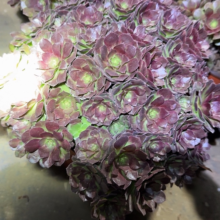 精品桃花石朵朵亏本福利