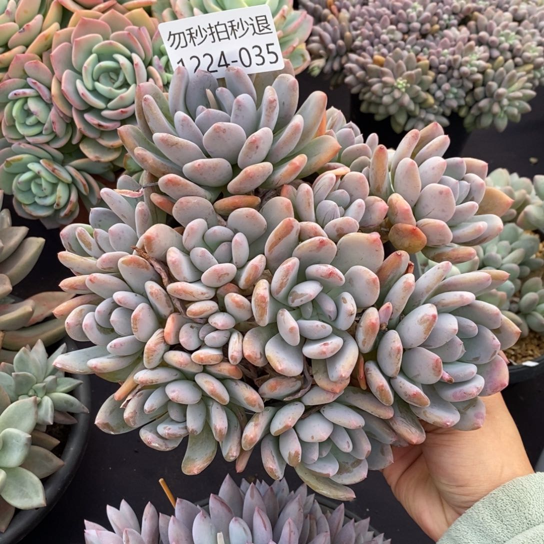 两单包邮1224-35灰姑娘