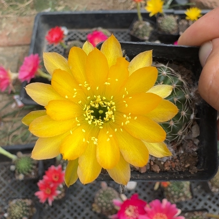 248丽花根掰花脱土发货瘦软伤