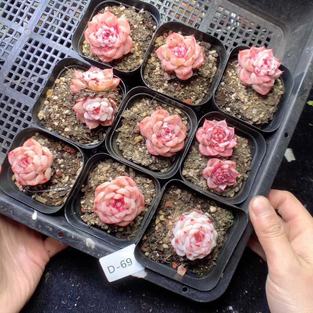 无花朵D69。yyyyyyyygy