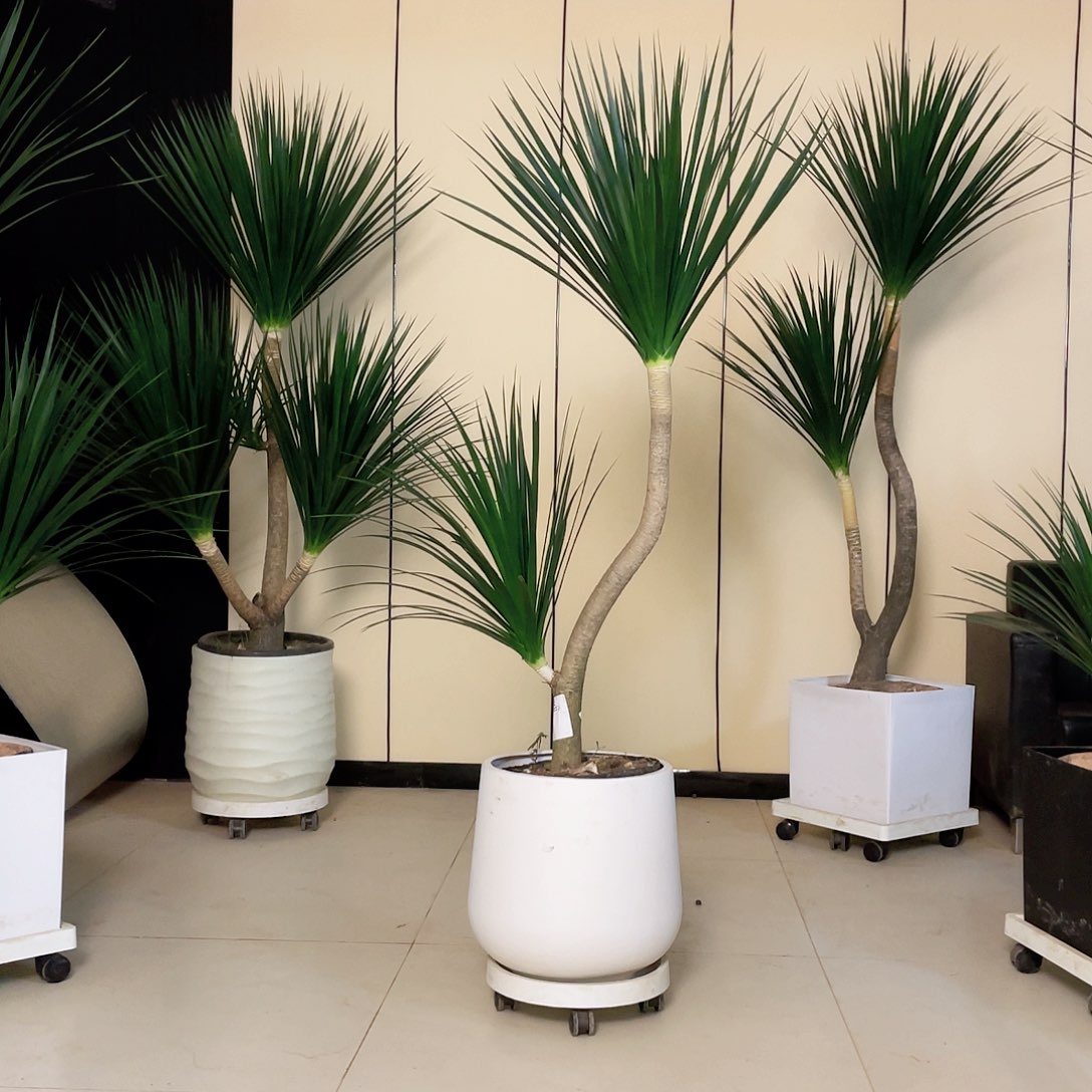 无花朵黑珍珠龙血树