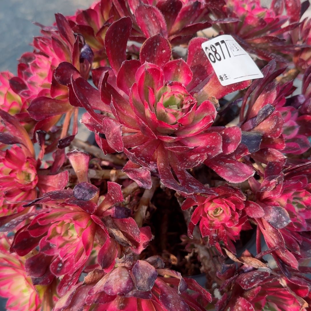 y*f6877红铜多肉多肉