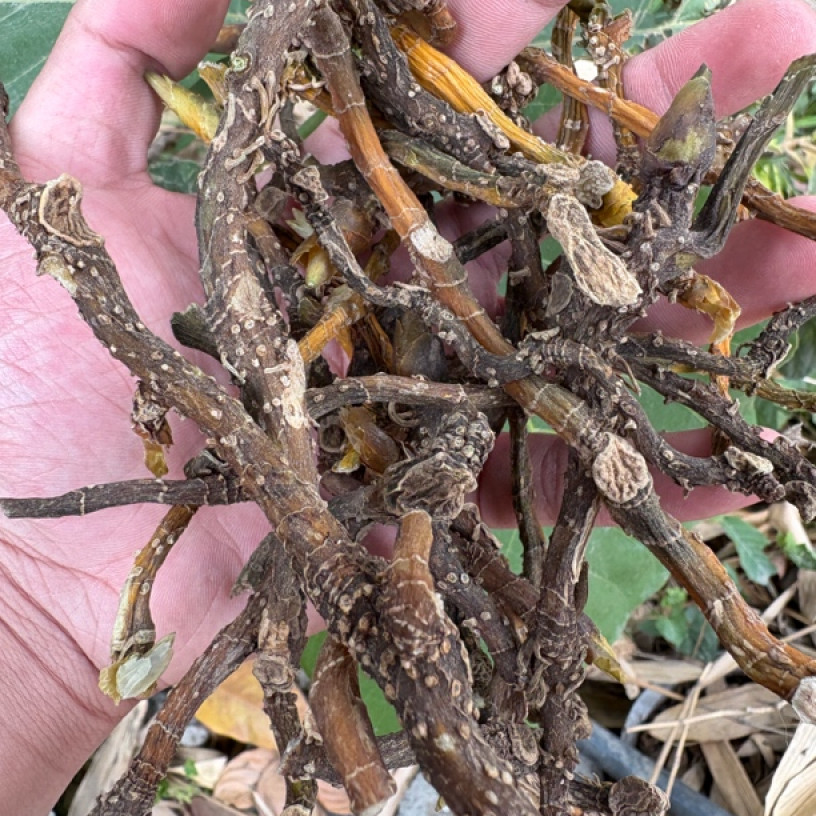 【园园现収山货】野-玉-竹-500g-1000g食用农产品可搭西洋参