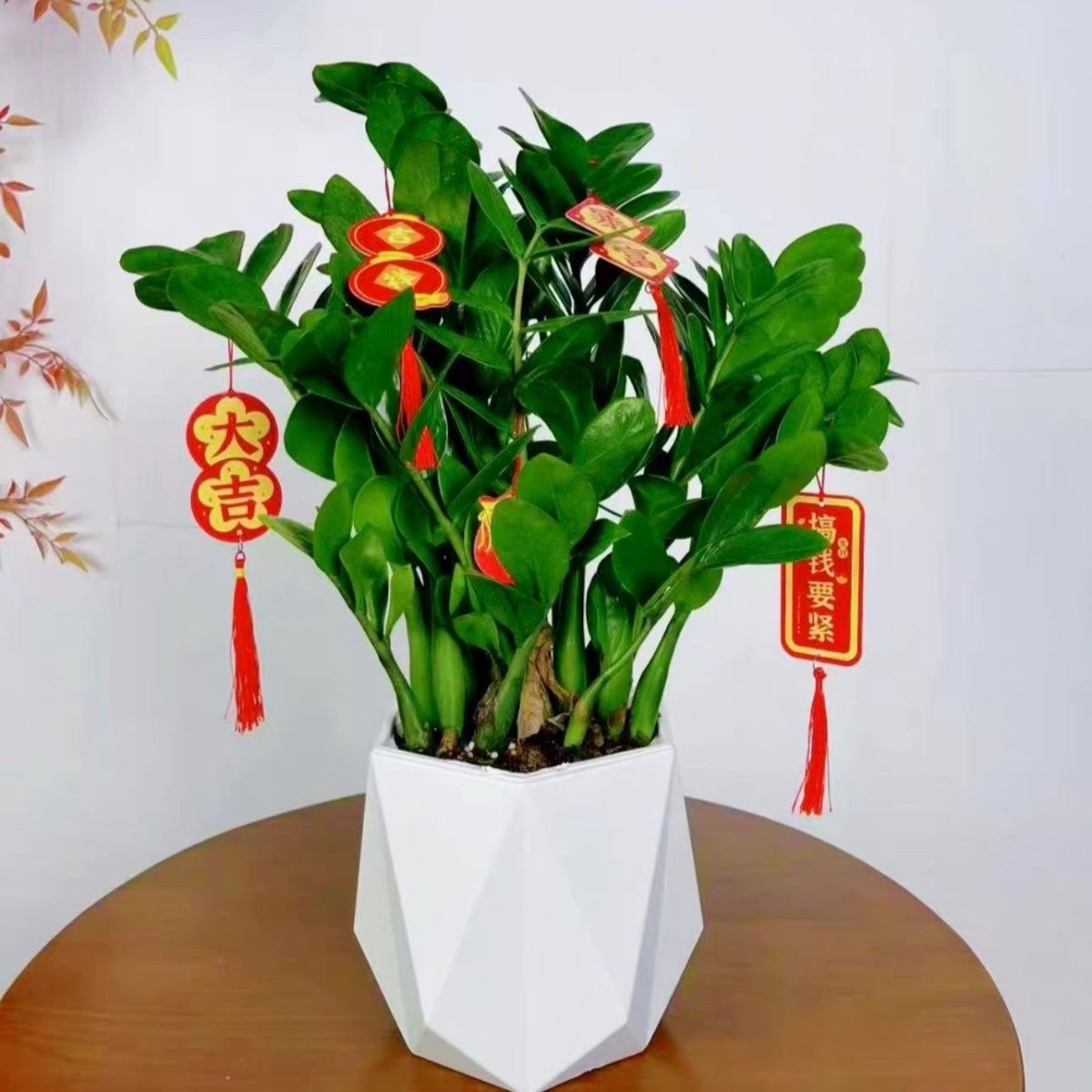 六角盆金钱树钱串子绿植室内客厅盆栽耐旱植物四季常青好养活