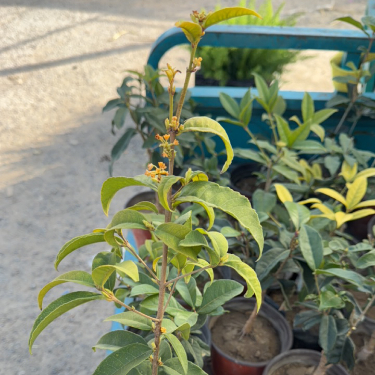 四季桂花浓香型品种，黄天香台阁小苗