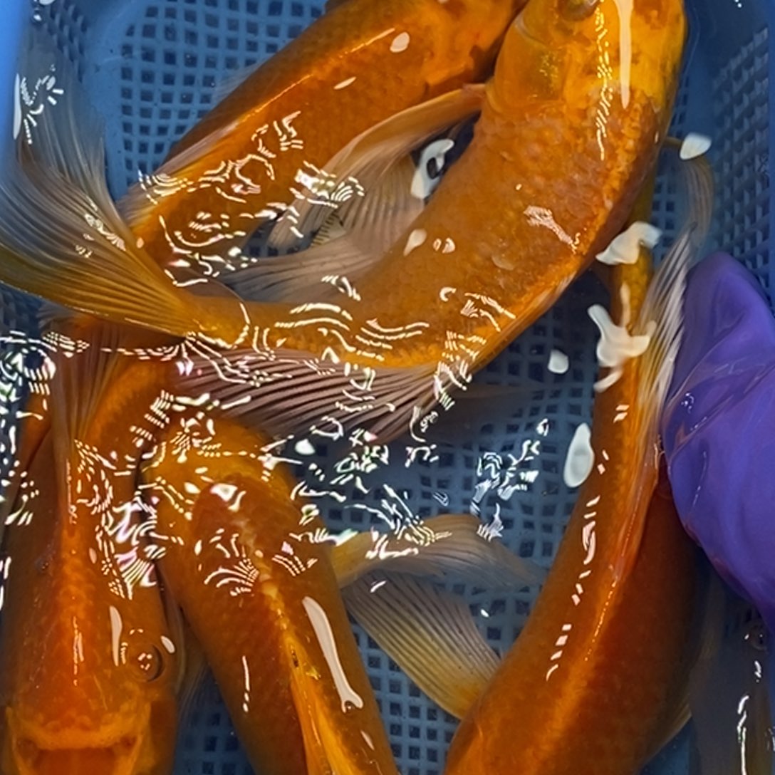 锦鲤冷水锦鲤包邮