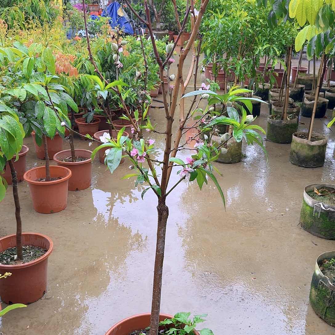 用****6果树11111111111111