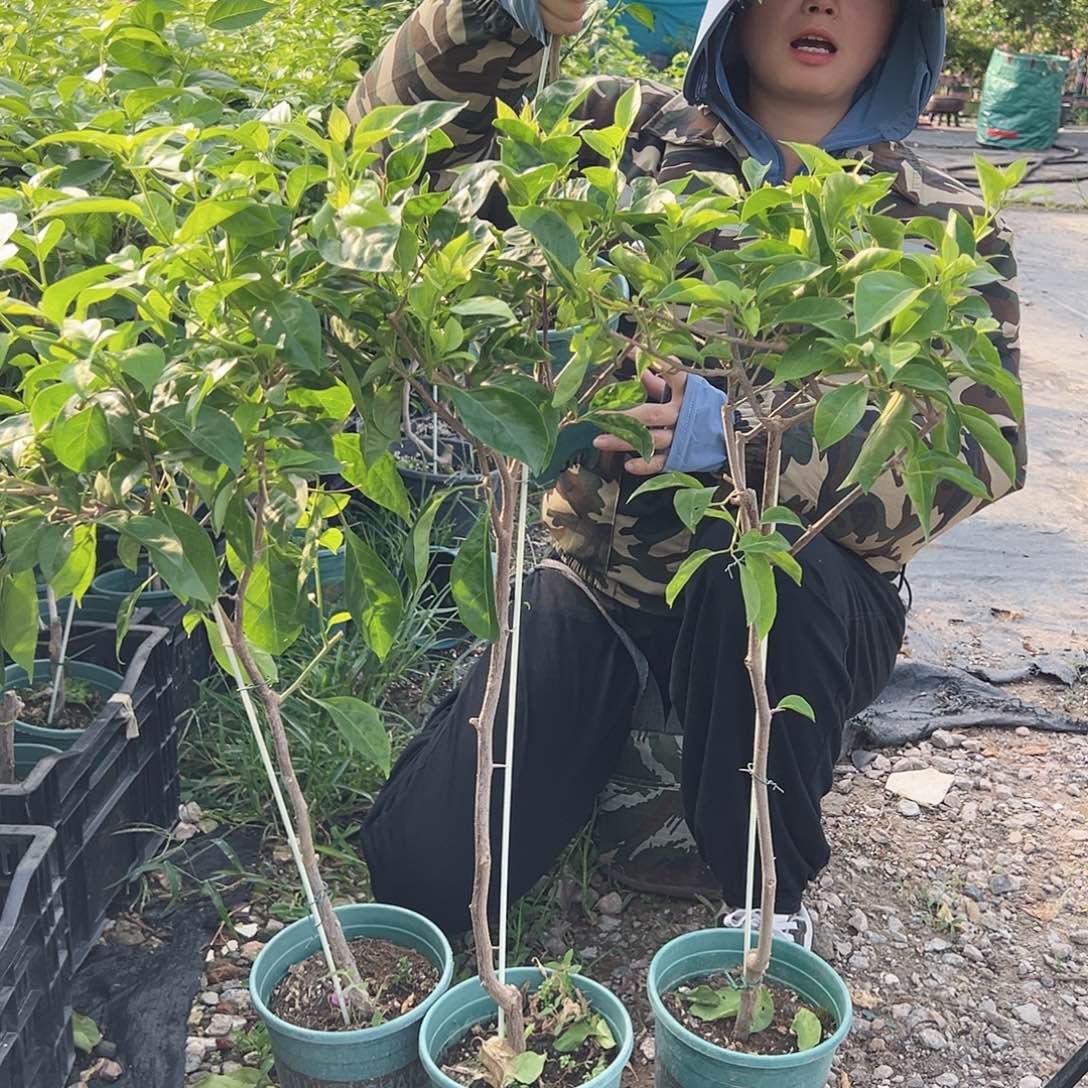 大部分开放少量花苞赛佛里棒棒糖一棵，16.8