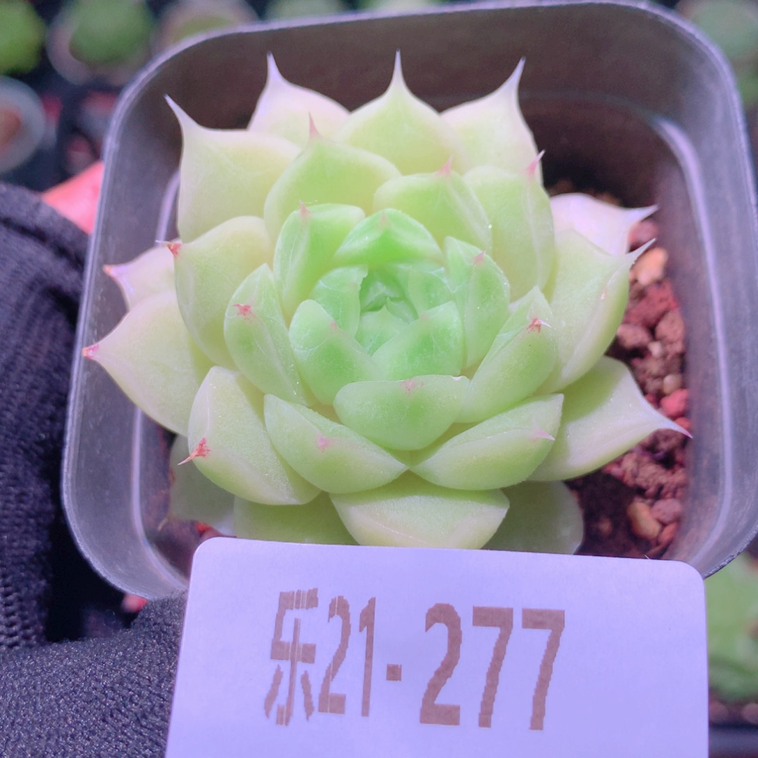 乐然21-277 麦秆单头 