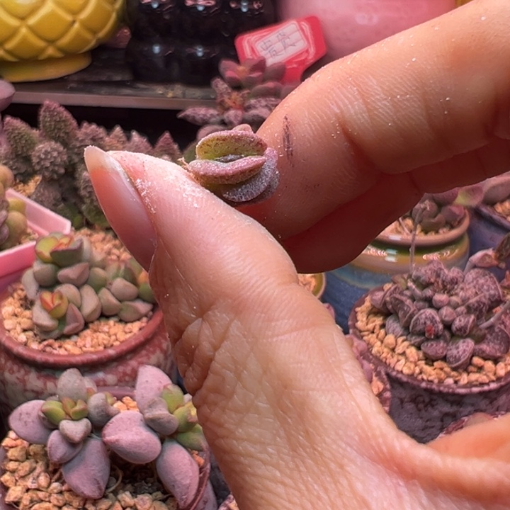 愛***屋吉祥如意等名家名作和名家名作等