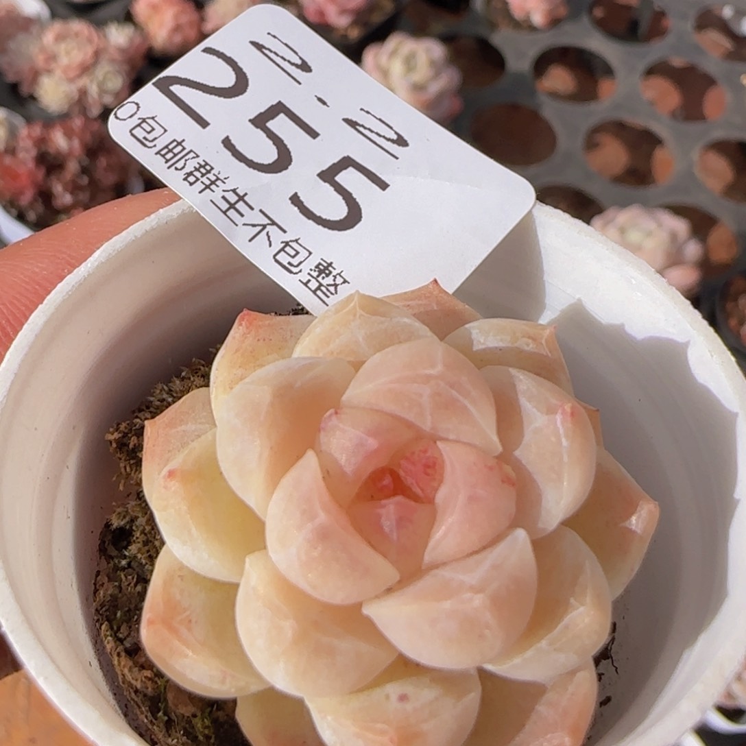 白桃汽水单头一颗