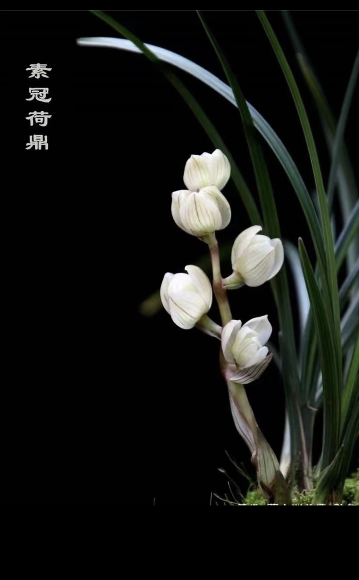 品阑阁（兰花）补差价的链接（小黄车专用）