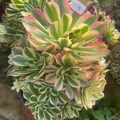 多肉白凤113不包断枝