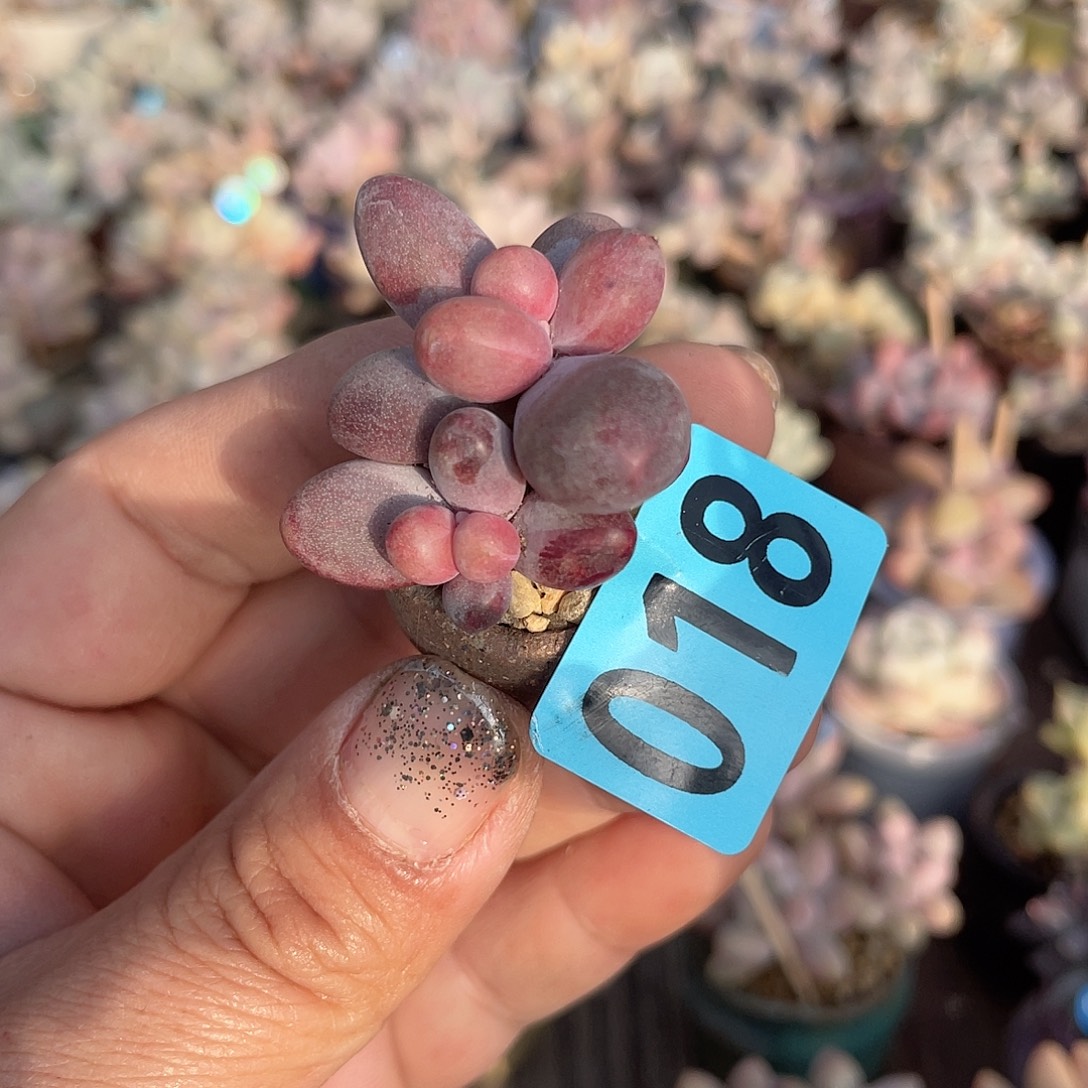 糖果美人 带盆发货 2口盆