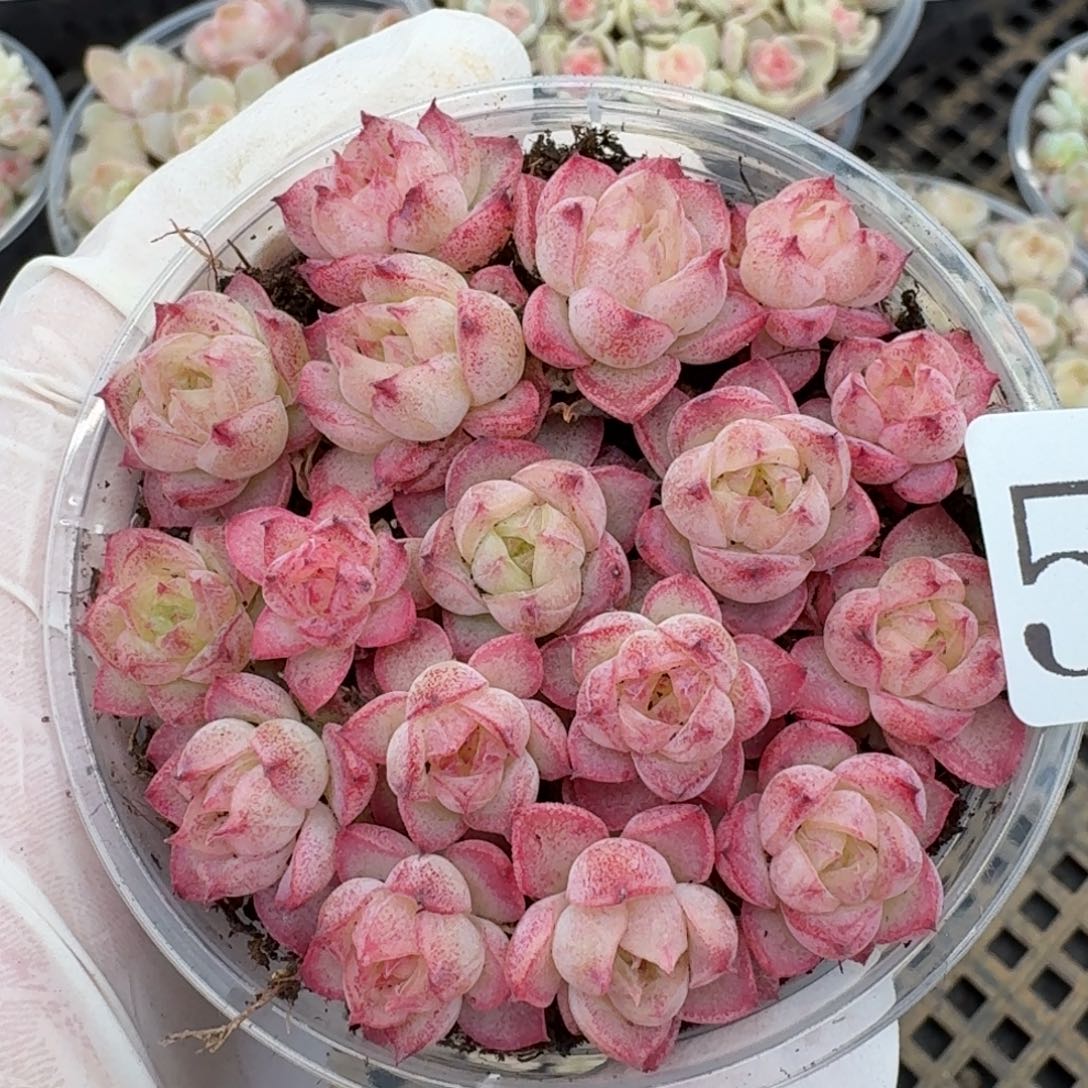 多肉植物多肉植物557