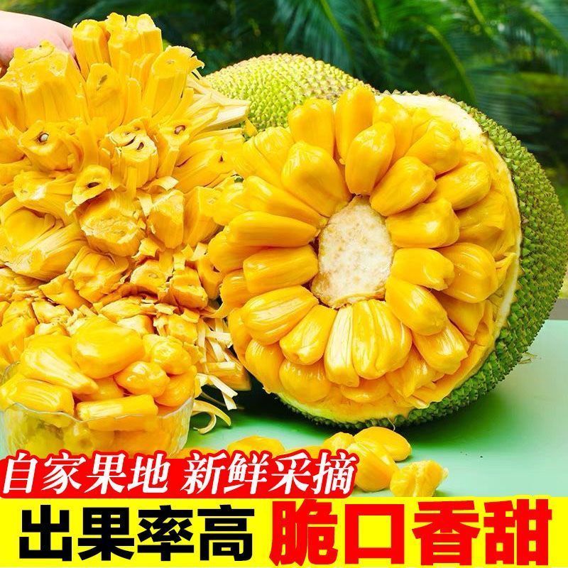 海南三亚新鲜黄肉干苞菠萝蜜热带水果整箱包邮