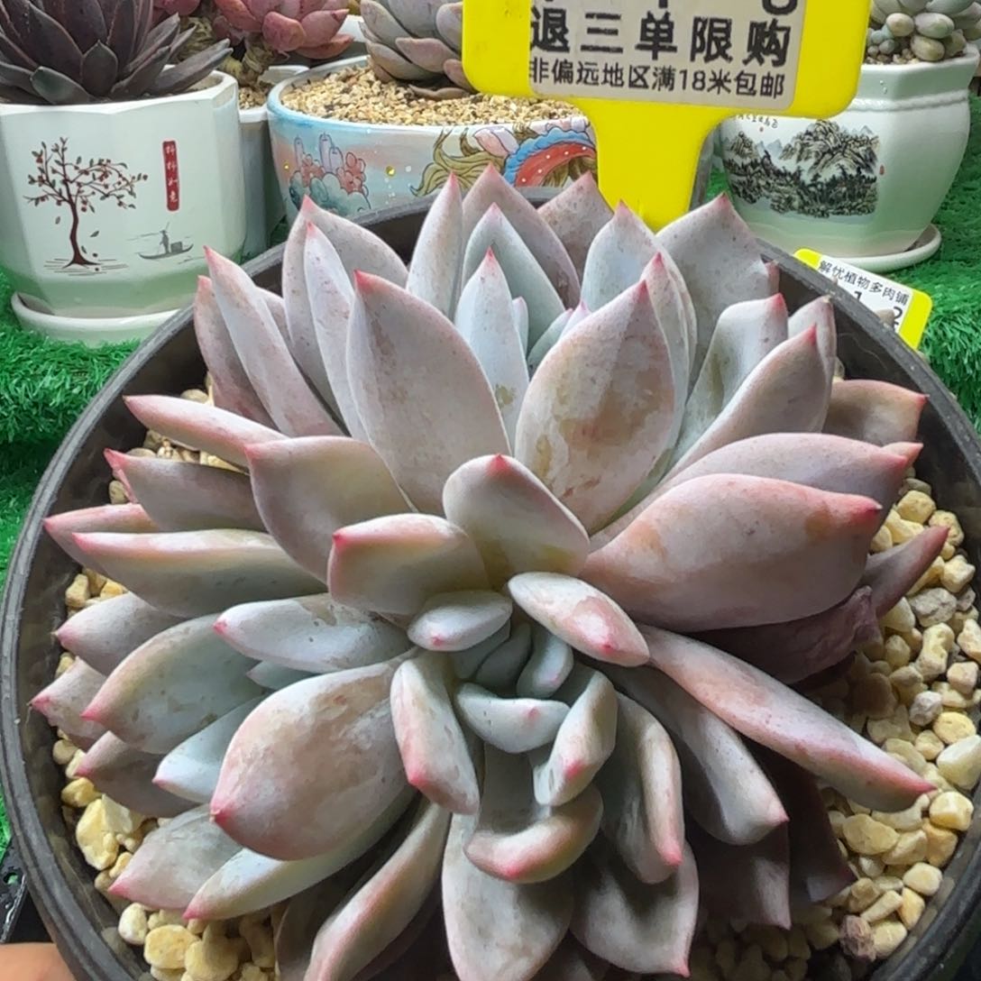 解忧多肉植物编号118