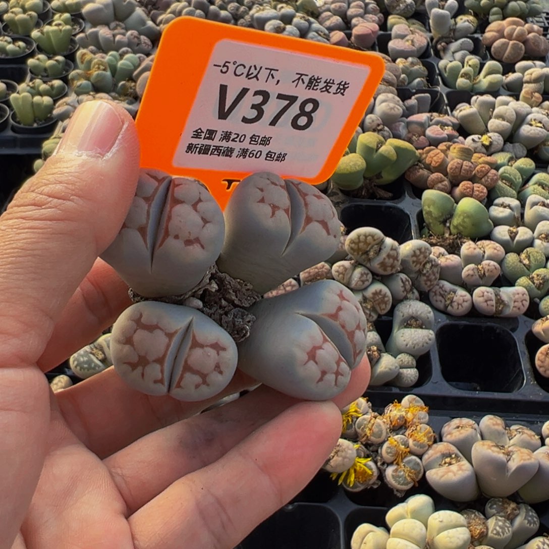 378 一物一拍，默认有伤，介意勿拍，不退不换