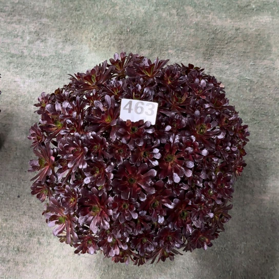 半*463！黑珍珠法师多肉植物