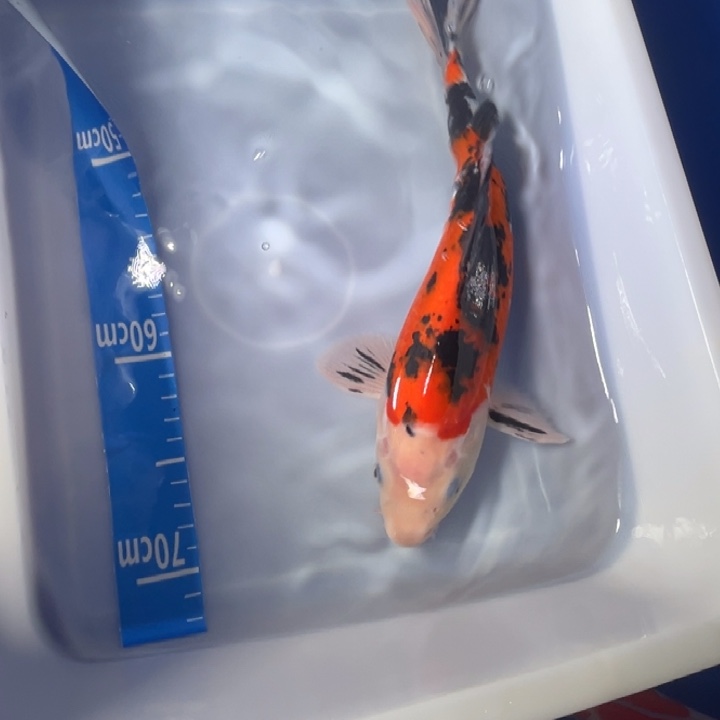 锦鲤锦鲤红白三色