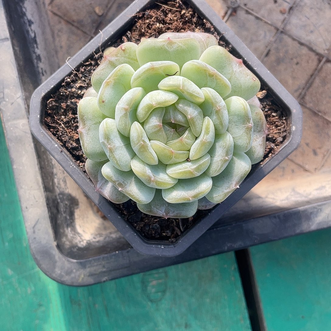 多***选多肉植物一物一拍