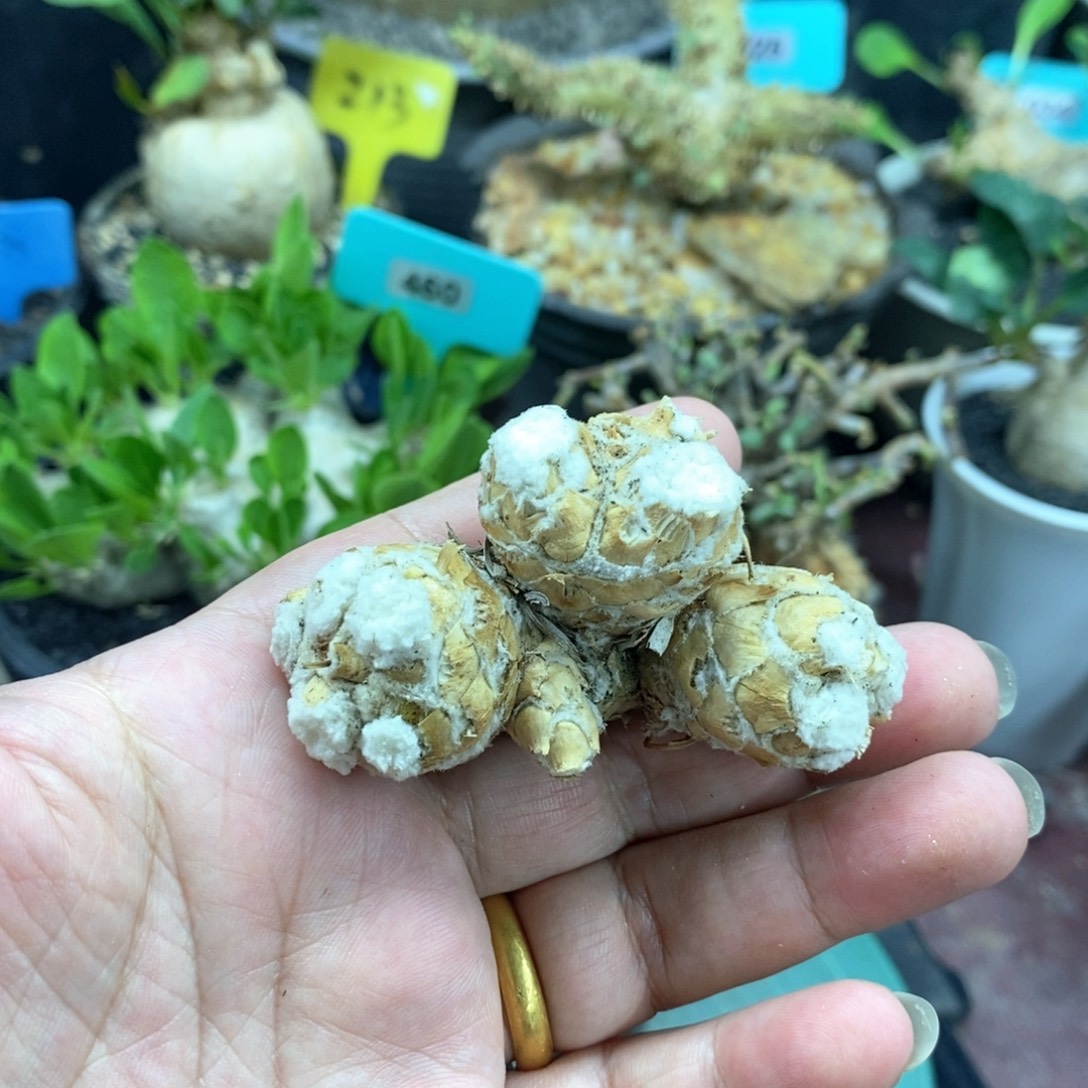 刨花后墩菊多肉植物