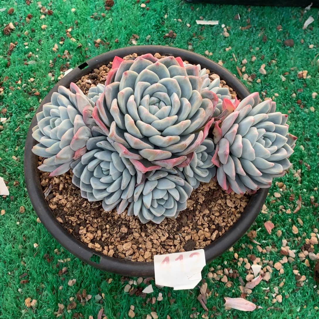 冰玉手捧多肉，412