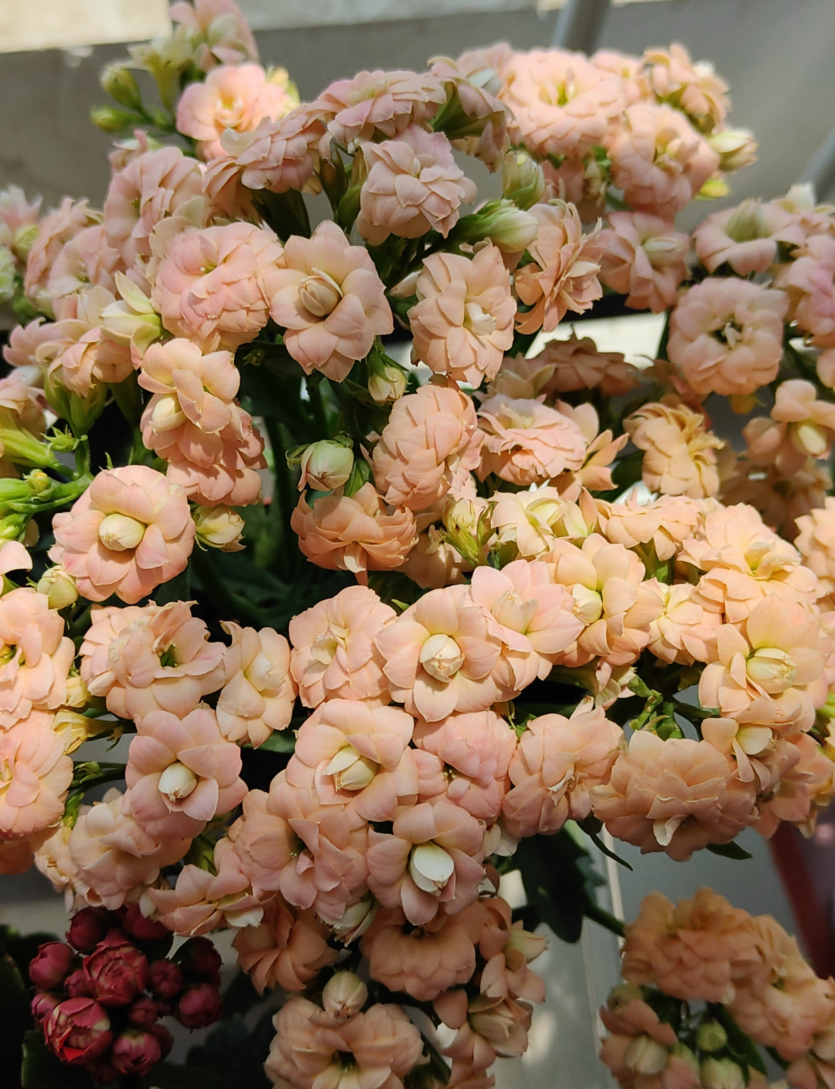 【美人鱼】190盆两年木质老桩苗长寿花