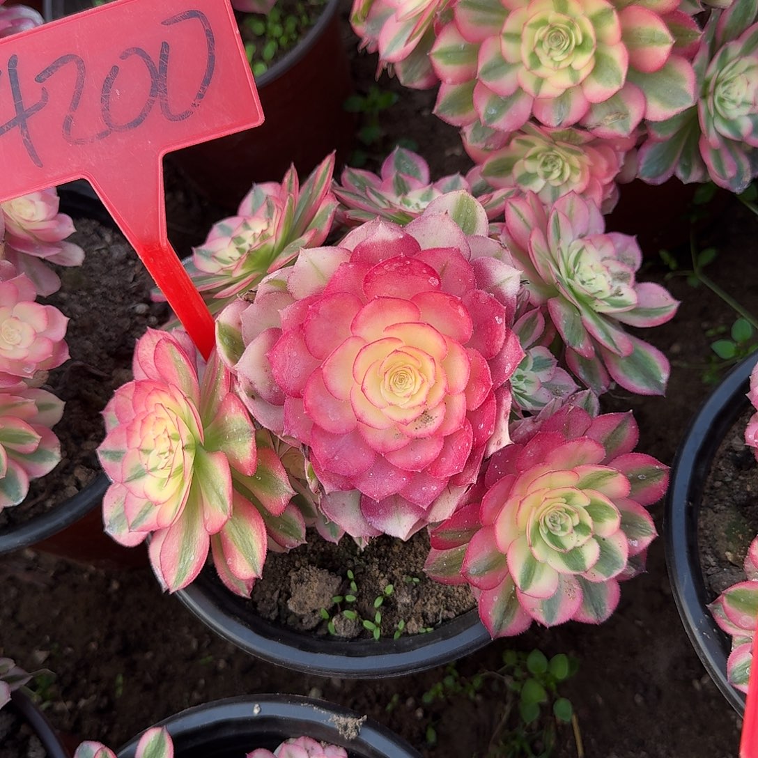 4200荔枝多肉法师